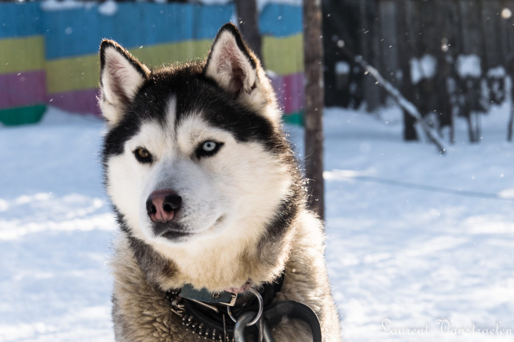 Siberian Bi-Eyes Husky in the snow.